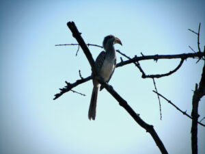 Yellow-billed hornbills feed mainly on the ground, where they forage for seeds, small insects, spiders and, on special occasions, scorpions.