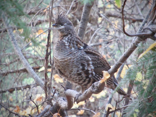 Ruffed Grouse, Hiawatha Trail, near Wallace, Idaho