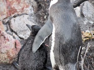 A parenting scene at the penguin colony in Stony Point, near Cape Town