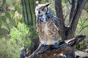 A great horned owl at the Arizona-Sonora Desert Museum