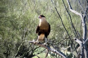 The northern crested caracara waits to fly at the Arizona-Sonora Desert Museum