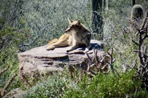 A captive coyote takes a sunbath in an Arizona-Sonora Desert Museum enclosure