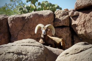 A North American bighorn sheep ponders its next move at the Arizona-Sonora Desert Museum