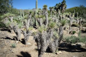 The Sonoran desert cactus-filled landscape at the Arizona-Sonora Desert Museum