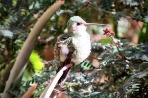 A hummingbird at the Arizona-Sonora Desert Museum aviary