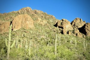 The majestic saguaro cactus forest on a mountainside in west Tucson