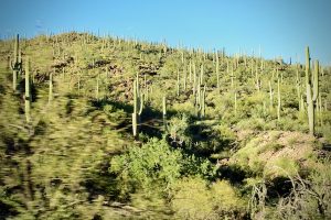 A view of the saguaro cactus forest outside Saguaro National Park (West) outside Tucson