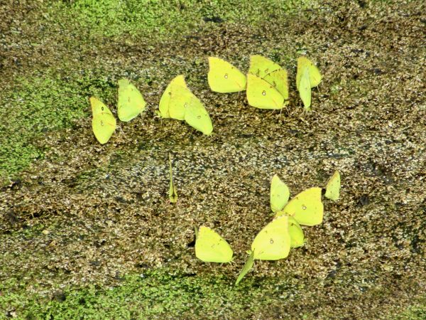 Alfalfa butterflies at el Charco del Ingenio botanical garden