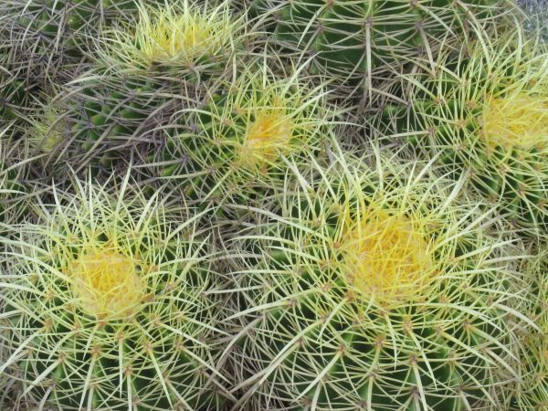 Baby golden barrel cactus at El Charco del Ingenio botanical gardens in San Miguel de Allende