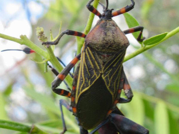 Beetles at el Charco del Ingenio botanical garden