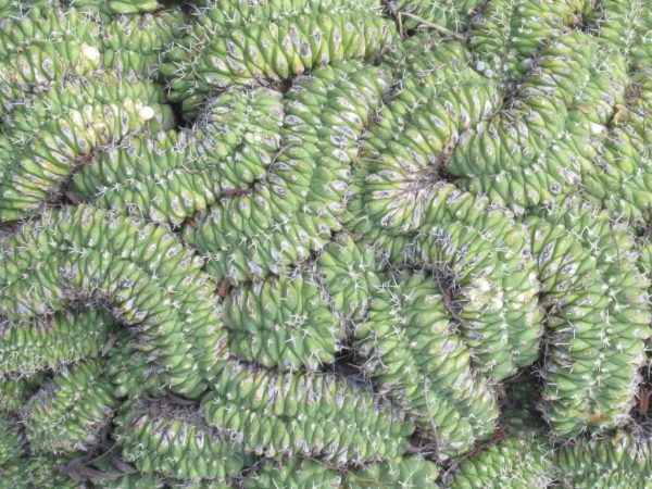 Cerebra brain cactus at el Charco del Ingenio botanical garden