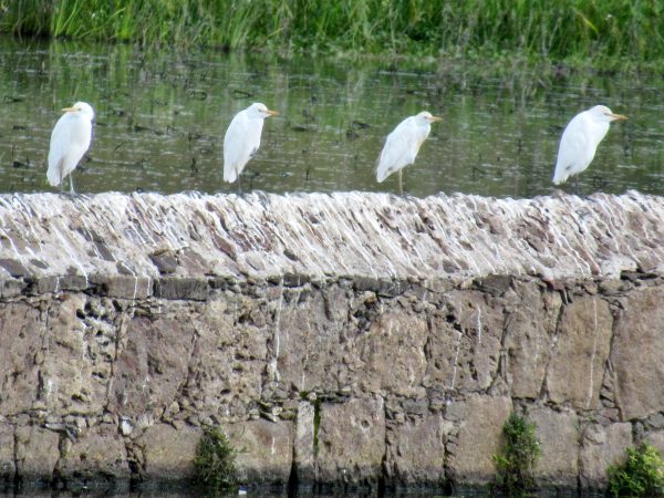 Cattle egrets at el Charco del Ingenio botanical garden