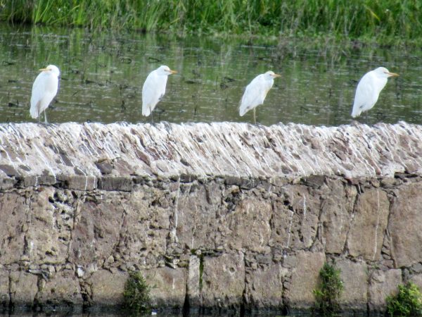 Cattle egrets at el Charco del Ingenio botanical garden