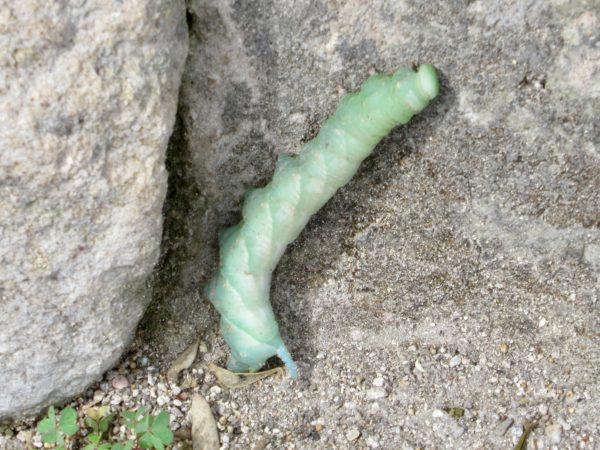 Giant caterpillar at el Charco del Ingenio botanical garde