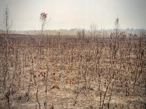 This is all that's left around Helensburgh from the Black Christmas Bushfires