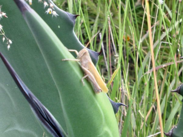 el Charco One of a billion grasshoppers at el Charco del Ingenio botanical garden