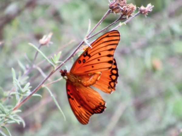 Monarch butterfly at el Charco del Ingenio botanical garden