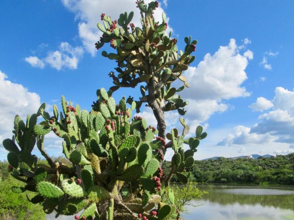 A beautiful day at el Charco del Ingenio botanical gardens in San Miguel de Allende